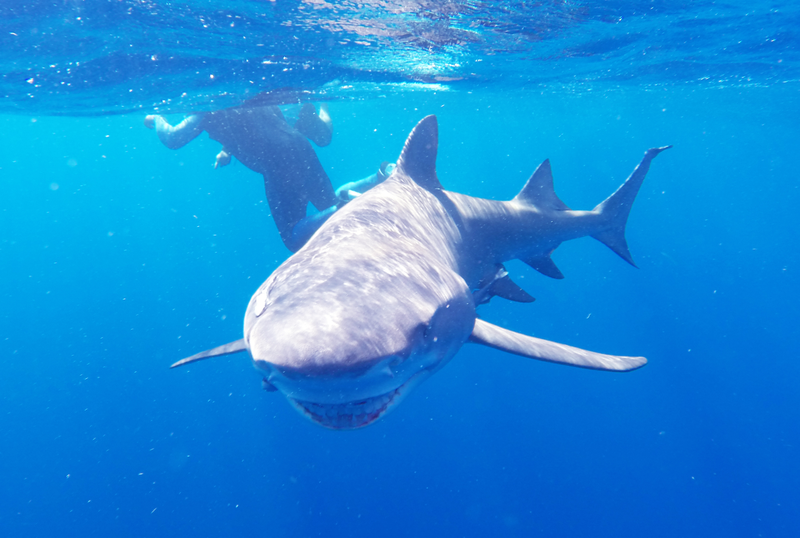 Illustration for article titled Fun with Sharkies